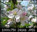 Blooming apple trees-gratar-033.jpg