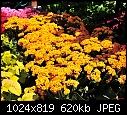 Color at the garden shop today 1-armstrongs-005.jpg