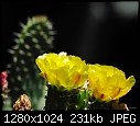 Cactus flowers-cactus-flowers.jpg