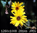 California Sunflower-california-sunflower.jpg