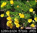 Yellow wildflowers-yellow-wildflowers.jpg