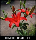 Fire Lily-lilium_bulbiferum-1.jpg