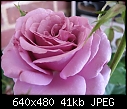 My new rose bush-img_3269-small-.jpg