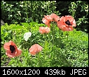 Poppies-poppies-16.jpg