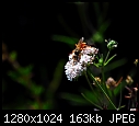 Wasp 1-wasp-1.jpg