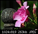 Pink flower &amp; fence post-pink-flower-fence-post.jpg
