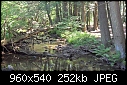 Pocono woods brook - SAM_0306.jpg-sam_0306.jpg
