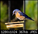 Bluebird lookin' for grub in my garden-bluebird-lookin-grub.jpg