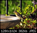 Goldfinch-goldfinch.jpg