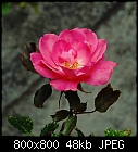 Rose #6-rose_006-0.jpg