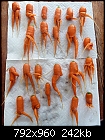 Carrot Help Needed - Deformed Carrots - Deformed Carrots - 2011.jpg (1/1)-deformed-carrots-2011.jpg