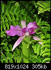 Orchid 1-orchid-1.jpg