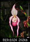 Orchid 2-orchid-2.jpg