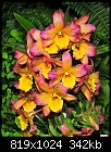 Orchid cluster-orchid-cluster.jpg