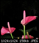 Pink flowers-pink-flowers.jpg