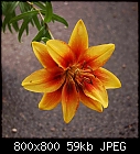 Siamese lily flower-lilium_grandcru-0.jpg