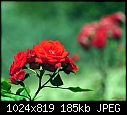 -tiny-roses.jpg