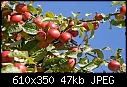 2011 Exotic Plant and Garden Seed Catalog -3-dwarf-apple.jpg