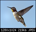 Click image for larger version

Name:	Young male Anna's Hummingbird in flight.jpg
Views:	1851
Size:	219.3 KB
ID:	14362