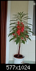 identify this plant.-100_0283-577x1024-.jpg