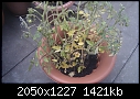 whats wrong with my tomato plant ?-imag0003.jpg
