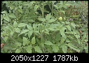 whats wrong with my tomato plant ?-imag0001.jpg