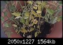 whats wrong with my tomato plant ?-imag0004.jpg