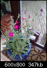 Click image for larger version

Name:	pink plant.jpeg (600x800).jpg
Views:	381
Size:	347.3 KB
ID:	14407