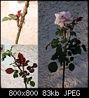 Homemade standard rose-rosenstammokulation-2a.jpg