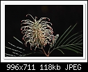 Grevillea Flower-7726-c-7726-grevillea-06-08-11-5d-400.jpg