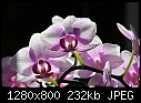-backlit-orchids.jpg