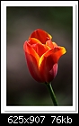 First Tulip of the Season-7827-c-7827-tulip-14-08-11-5d-400.jpg
