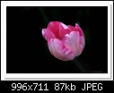 -c-7861-tulip-14-08-11-5d-400.jpg