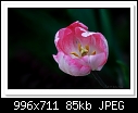 Pink tulip-7862-c-7862-tulip-14-08-11-5d-400.jpg