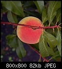 Peach, hanging - for a limited period only-peach-fruit-0.jpg