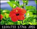 Tropical Hibiscus-trophibiscus.jpg