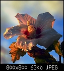 Click image for larger version

Name:	Hibiscus_Weisz-2011-0.jpg
Views:	291
Size:	63.4 KB
ID:	14517