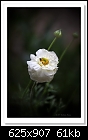 Click image for larger version

Name:	c-8019a-Ranunculus-26-08-11-5d-400.jpg
Views:	251
Size:	61.1 KB
ID:	14518
