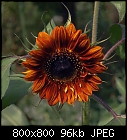 sunfloro helianto (sunflower)-helianthus_annuus-0.jpg