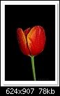 Rainy Day Tulip-8178-c-8178-tulip-05-09-11-5d-400.jpg