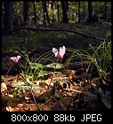 Click image for larger version

Name:	cyclamen_purpurascens-0.jpg
Views:	416
Size:	87.5 KB
ID:	14529