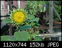 Sunflower for Willi - DSC_5039a.jpg (1/1)-dsc_5039a.jpg