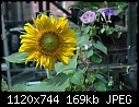 Sunflower for Willi - DSC_5039a.jpg (1/1)-dsc_5040a.jpg