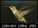 Click image for larger version

Name:	Female Hummer.jpg
Views:	374
Size:	194.9 KB
ID:	14536