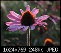 Last ID request of summer: daisy thing [1/1]-zdaisy05.jpg