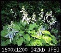 Click image for larger version

Name:	Hosta_0191.JPG
Views:	319
Size:	542.1 KB
ID:	14557