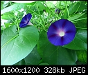 Click image for larger version

Name:	MorningGlory_0139.JPG
Views:	320
Size:	327.7 KB
ID:	14559