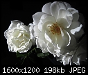 Click image for larger version

Name:	Rose-Iceberg_0186.JPG
Views:	287
Size:	198.3 KB
ID:	14560