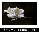 White Bauhinia Flower-8677-c-8677-bauhinia-08-10-11-5d-400.jpg
