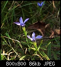 Click image for larger version

Name:	gentianella_cillata-0.jpg
Views:	319
Size:	86.1 KB
ID:	14569